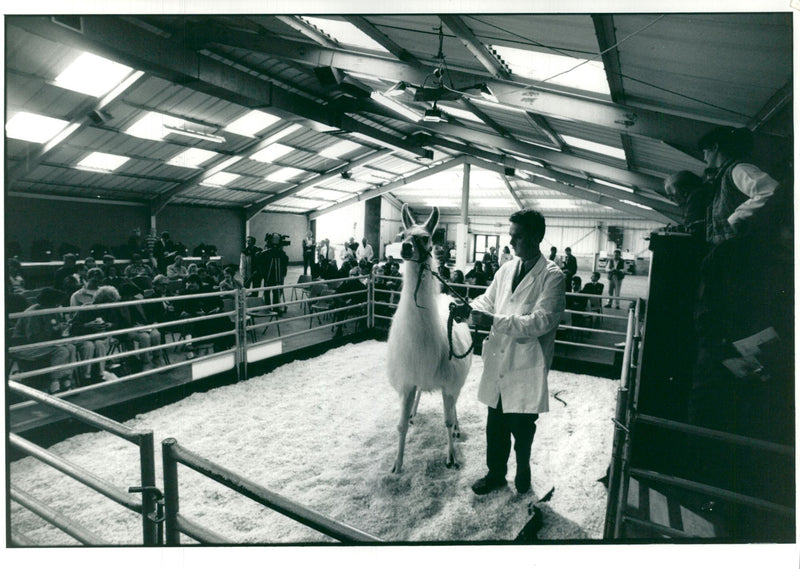 Clams animal:tamety seven llamas and their close cousins. - Vintage Photograph