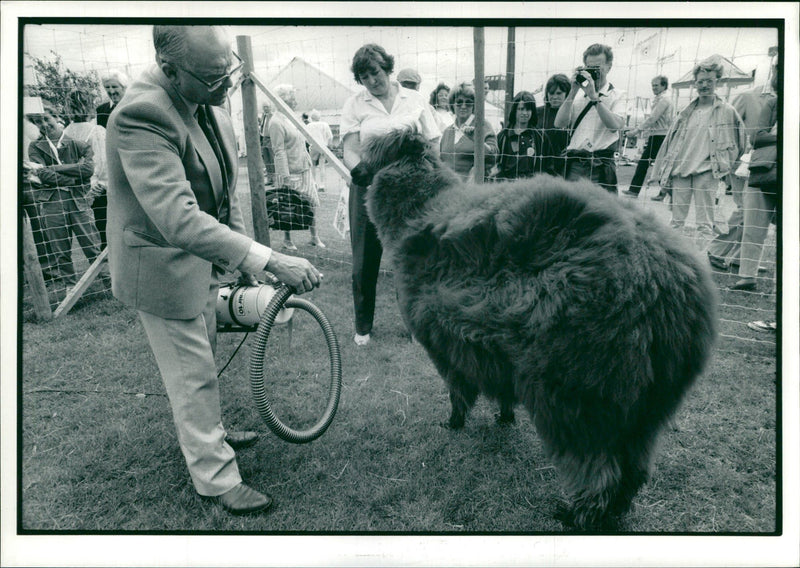 Clams animal: east of england. - Vintage Photograph