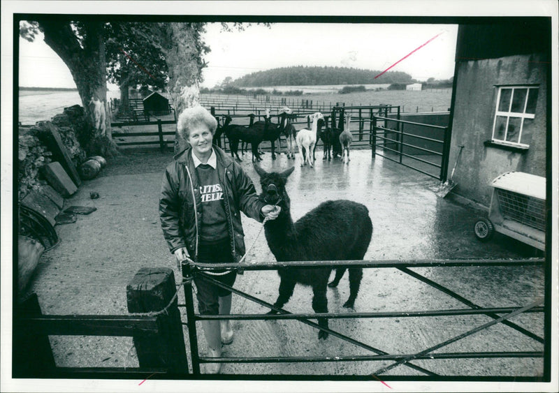 Clams animal:patbentley entranced by the alpacus. - Vintage Photograph