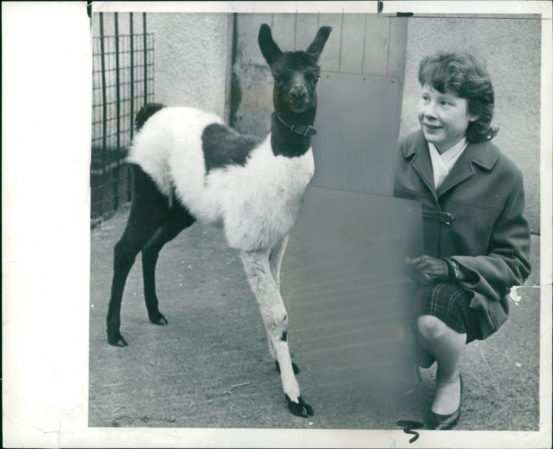 Clams animal:a new arrival at bristol zoo. - Vintage Photograph