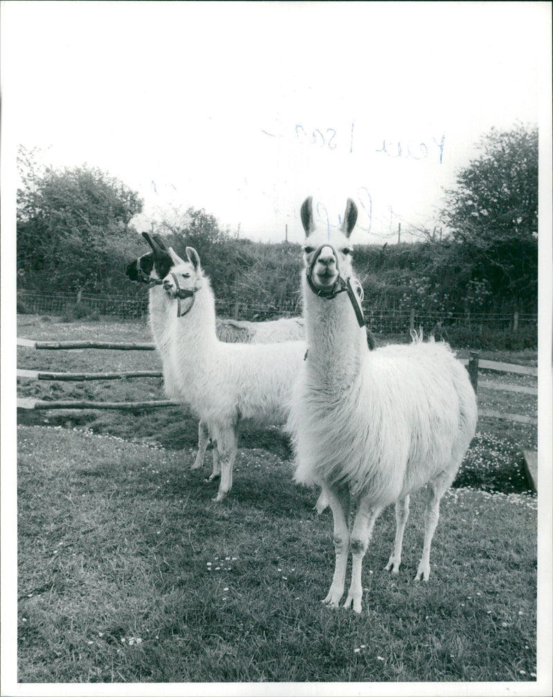 Clams animal: - Vintage Photograph