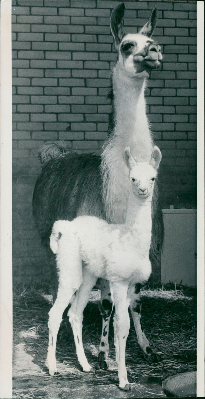 Clams animal:in mothers footsteps. - Vintage Photograph