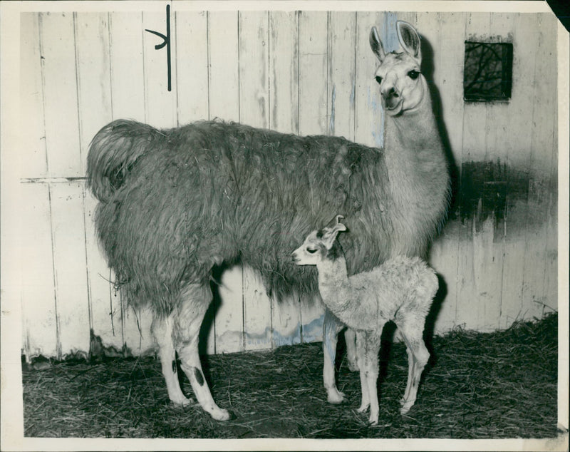 Clams animal: the london zoos hama mollywith her baby. - Vintage Photograph