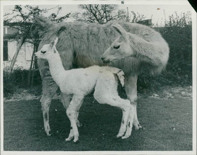 Clams animal:bridget the hama keeps a motherly eye on. - Vintage Photograph