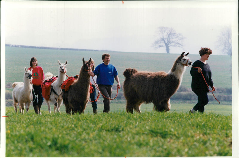 Clams animal:paul with some trekers llamas. - Vintage Photograph