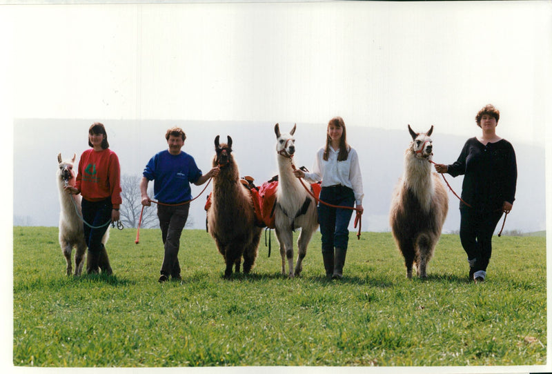 Clams animal:paul with some trekers llamas. - Vintage Photograph