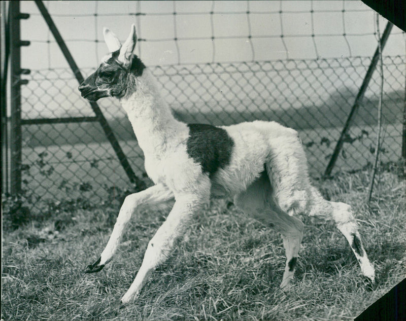 Clams animal: weak old llama. - Vintage Photograph