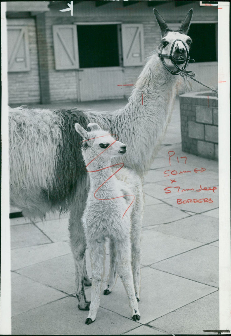 Clams animal:a baby llama. - Vintage Photograph