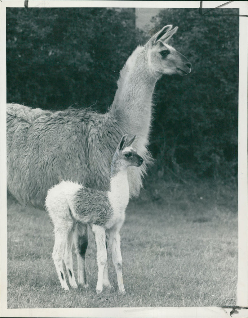 Clams animal:growing up in harmony is the baby hanna. - Vintage Photograph