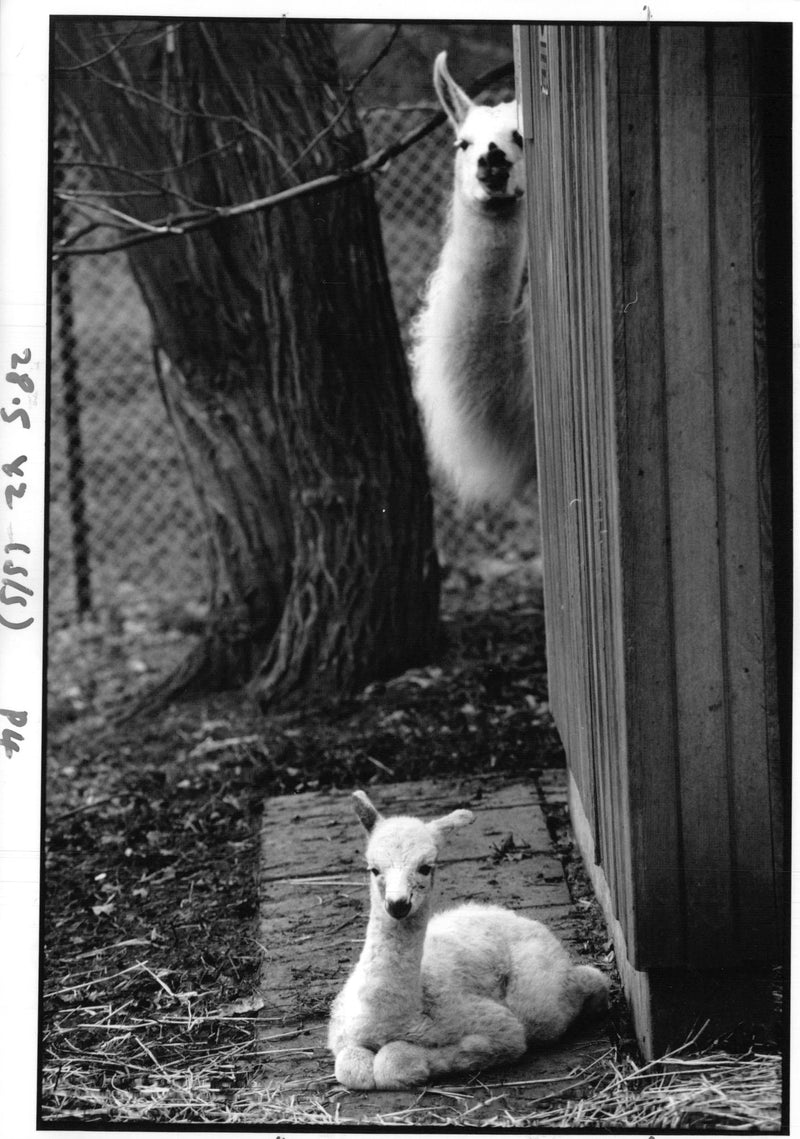 Animal Llama:New baby llama. - Vintage Photograph