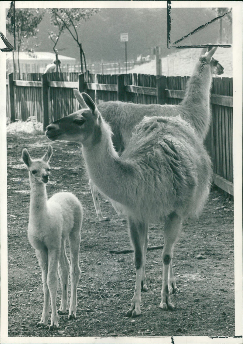 Animal Llama: - Vintage Photograph