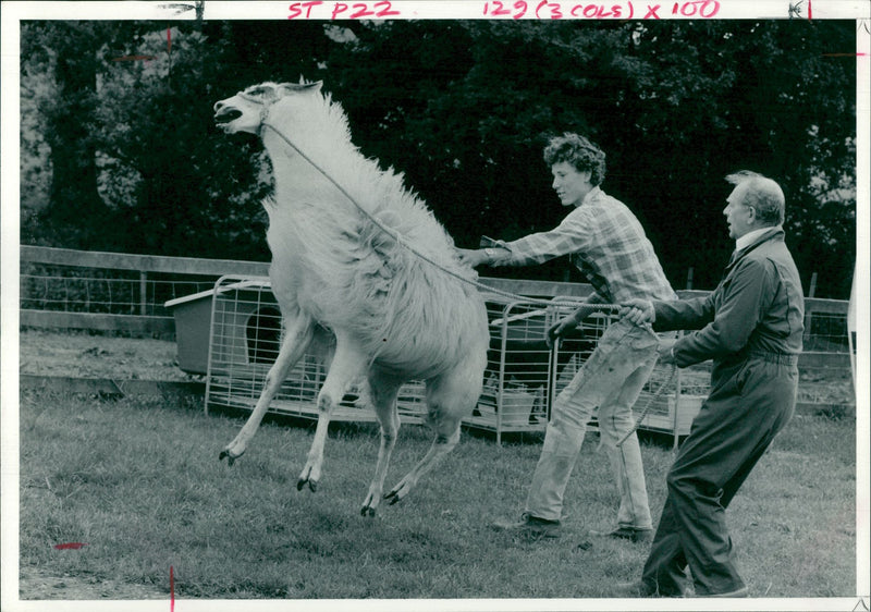 Animal Llama: - Vintage Photograph