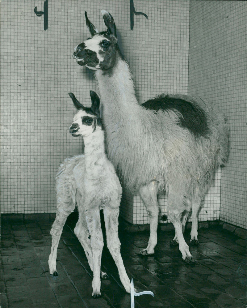 Animal Llama: - Vintage Photograph