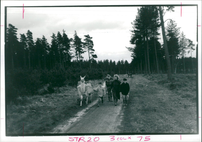 Animal Llama: - Vintage Photograph