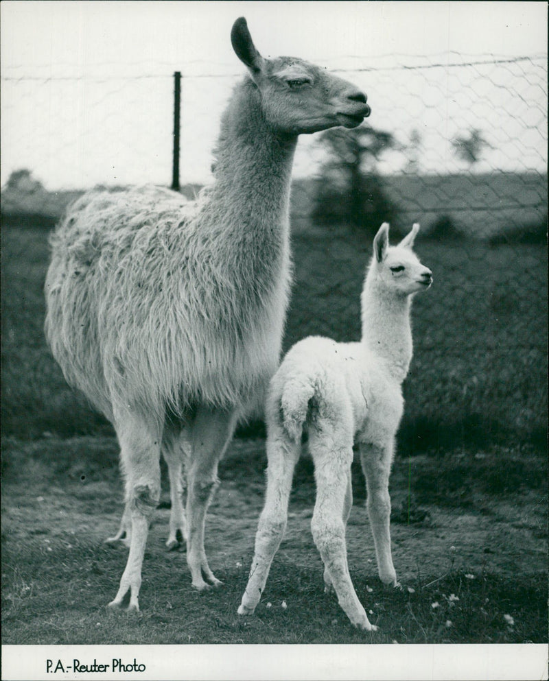 Animal Llama: - Vintage Photograph