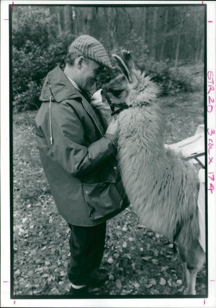 Animal Llama:Bruce wright pets one of the llamas. - Vintage Photograph