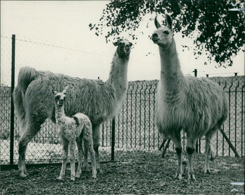 Animal Llama: - Vintage Photograph