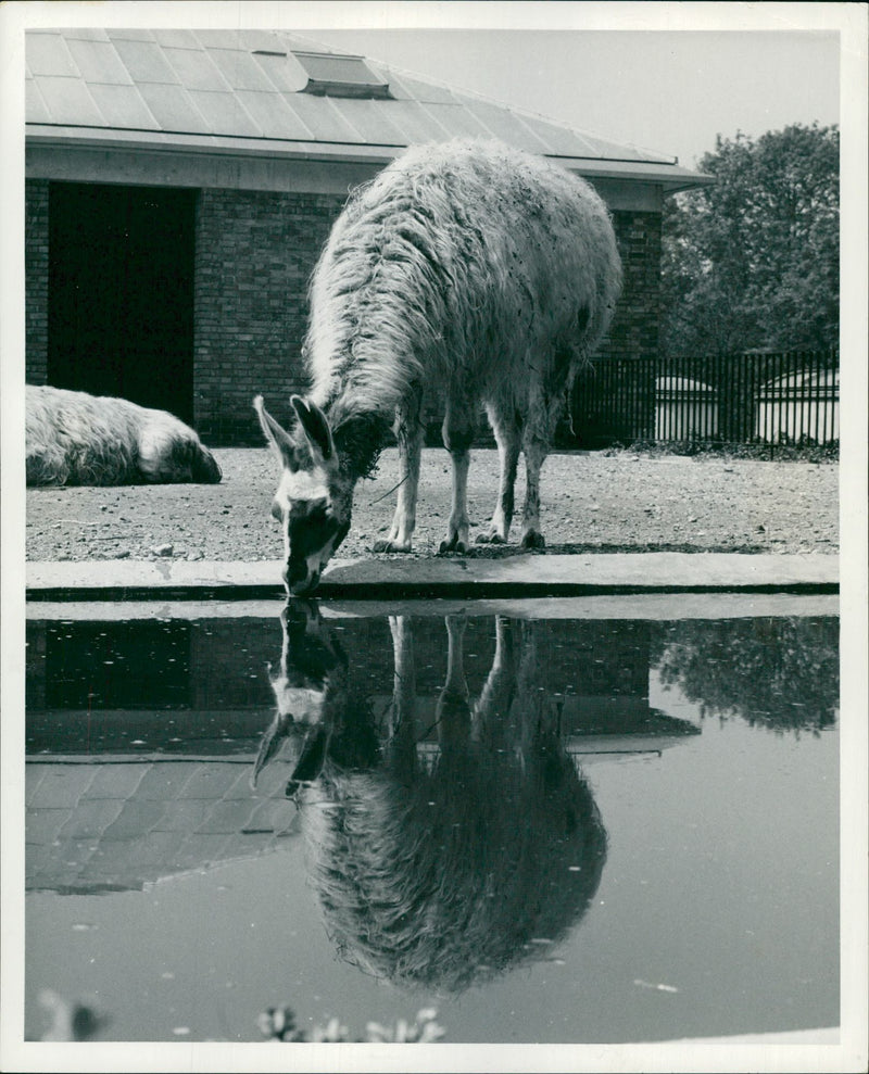 Animal Llama: - Vintage Photograph