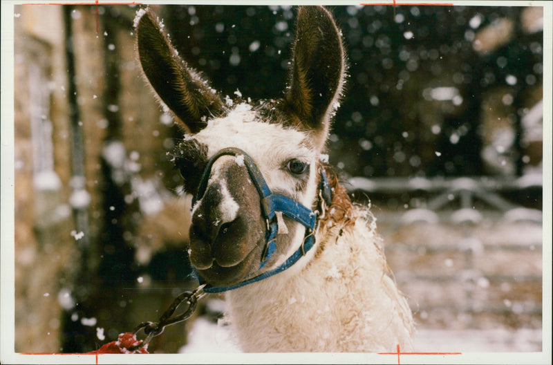 Animal Llama: - Vintage Photograph