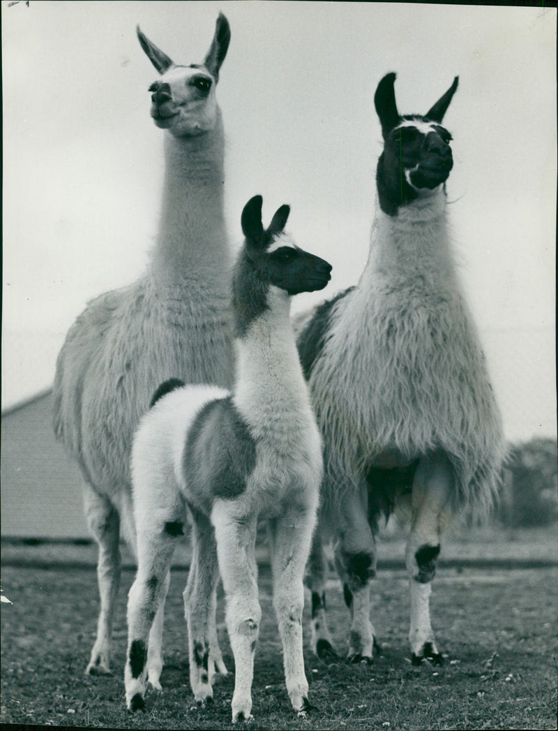 Animal Llama:Two week old llama. - Vintage Photograph