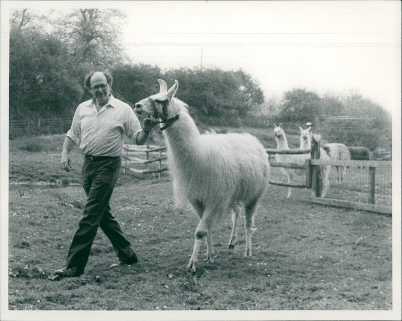 Animal Llama: - Vintage Photograph