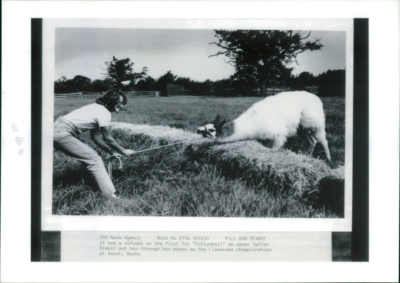 Animal Llama: - Vintage Photograph