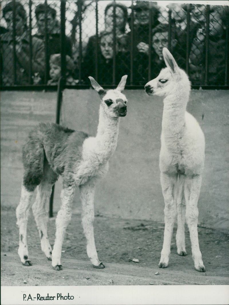 Animal Llama: - Vintage Photograph