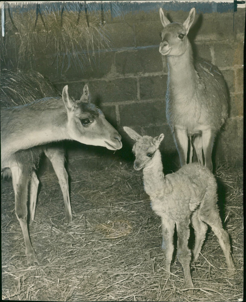 Animal Llama: - Vintage Photograph