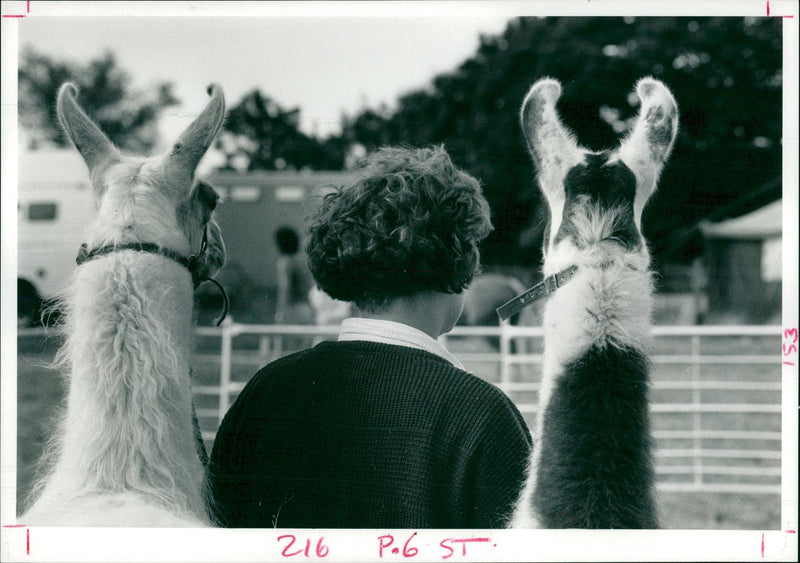 Animal Llama:Llamas from the brackenhill stud. - Vintage Photograph