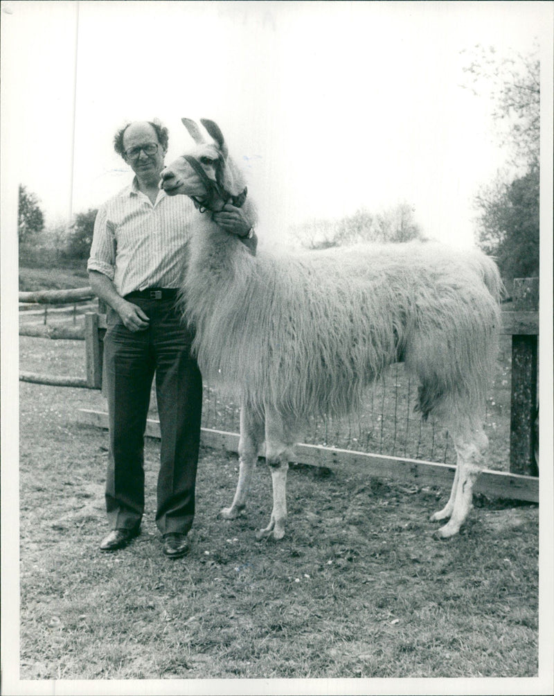 Animal Llama:Rupeil the llama. - Vintage Photograph