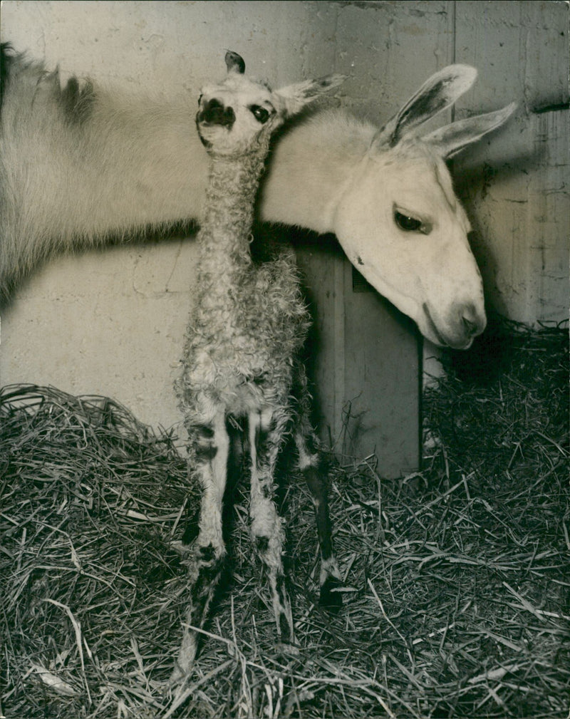 Animal Llama:A baby llama. - Vintage Photograph