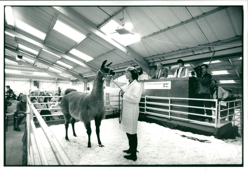 Animal Llama:Marina wells with maplehurst. - Vintage Photograph