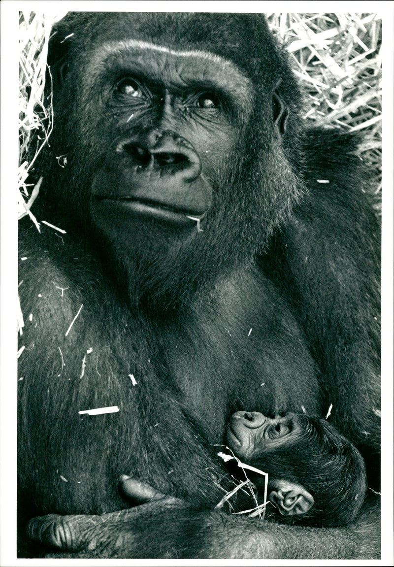 Animal Gorilla (2 File): - Vintage Photograph