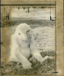 1967 PUBLISHED WHITE - Vintage Photograph