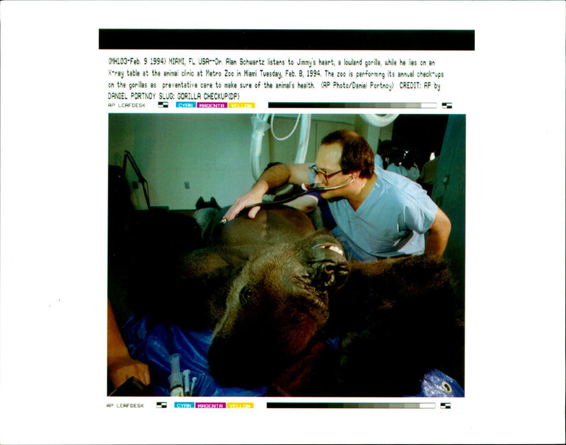 Animal, Gorilla: Dr Alan Schwartz listens to Jimmy's heart. - Vintage Photograph