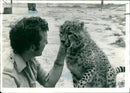 Animal: 13 month old Cheetah. - Vintage Photograph
