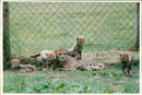 Animal: Cheetah cubs - Vintage Photograph