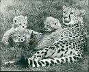 Animal: Cheetah cubs - Vintage Photograph
