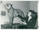 Animal: A fully grown cheetah - Vintage Photograph