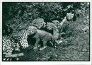 Animal: Cheetah. - Vintage Photograph