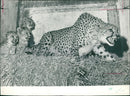 Animal: Cheetah guarding her triplets - Vintage Photograph