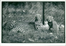 Animal: Cheetah. - Vintage Photograph