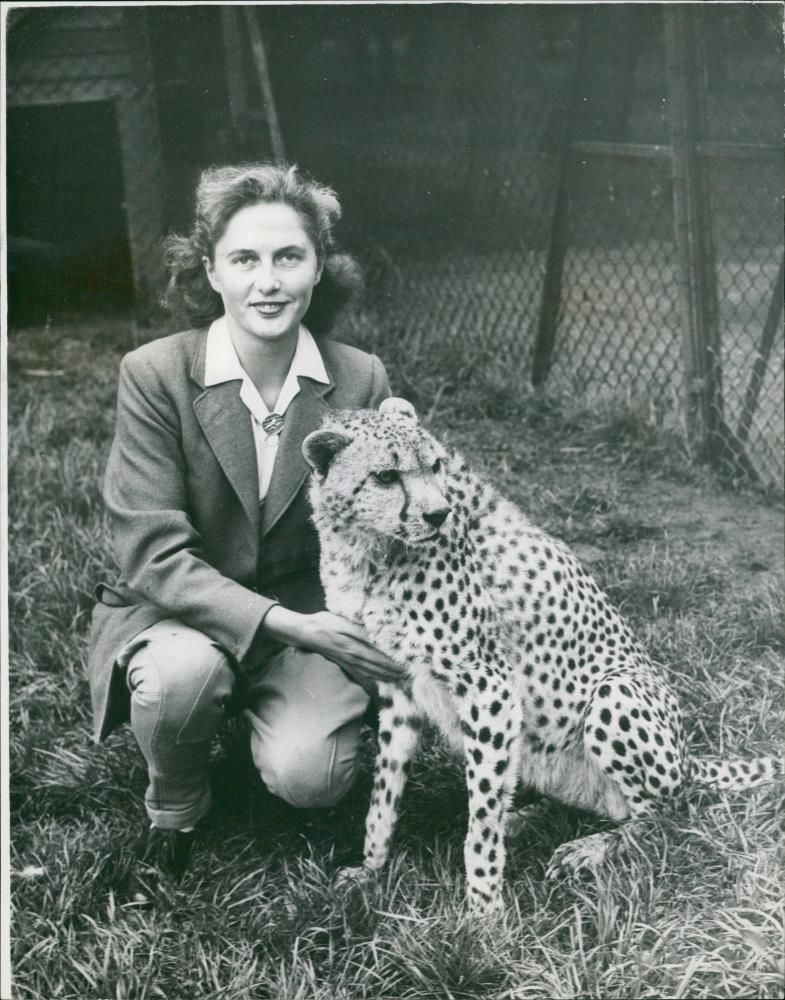 Animal: Cheetah. Jill Empey - Vintage Photograph