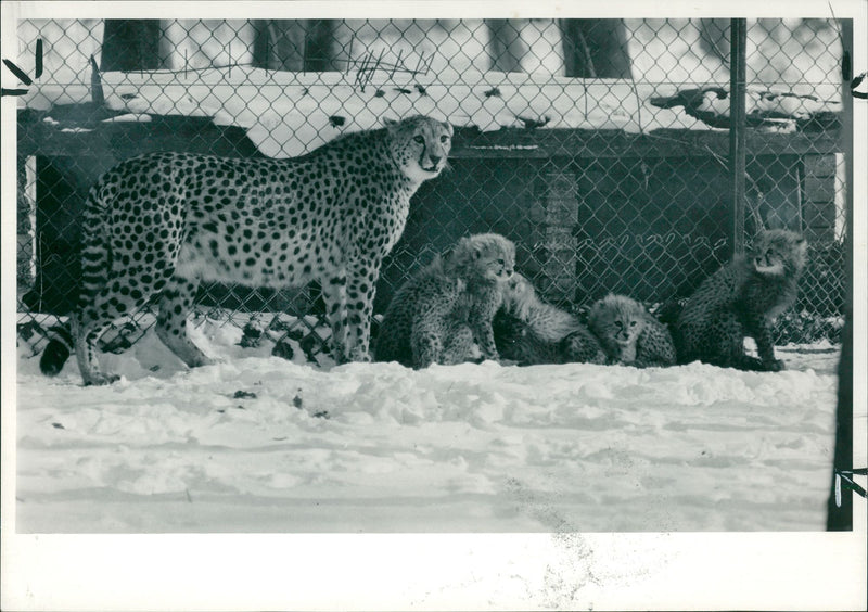 Animal: Cheetah. Suzie and her cubs - Vintage Photograph