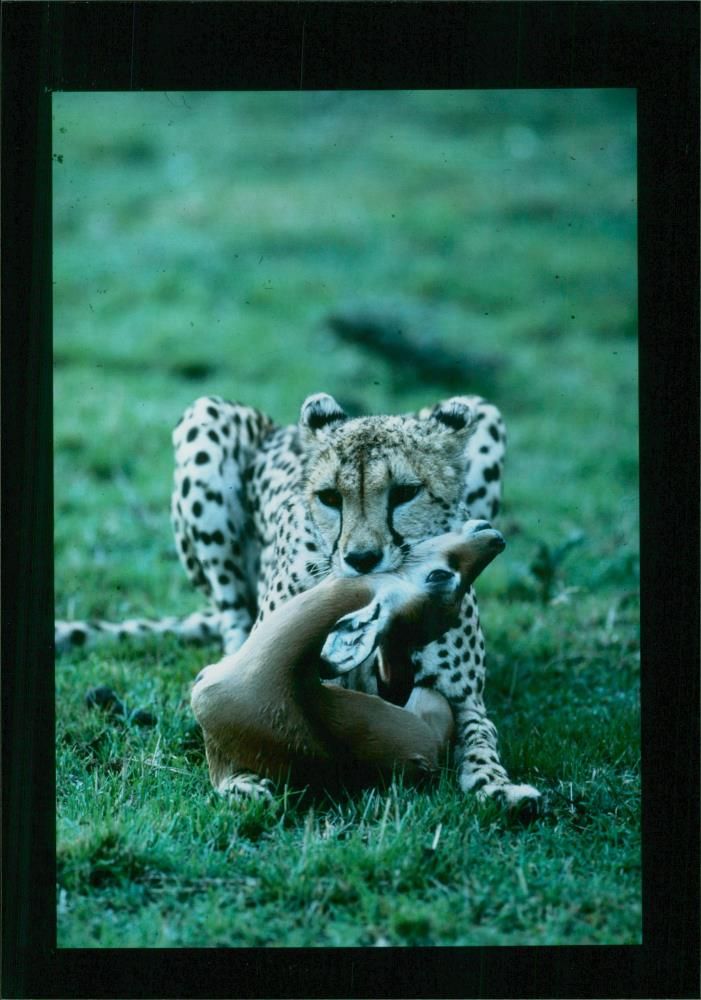 Animal: Cheetah w/ Prey - Vintage Photograph