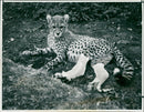 Animal: Six month old male Cheetah - Vintage Photograph