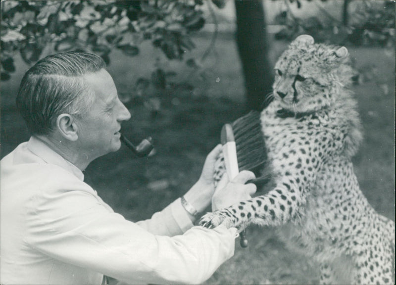 Animal: Cheetah. Millar Edinburgh - Vintage Photograph