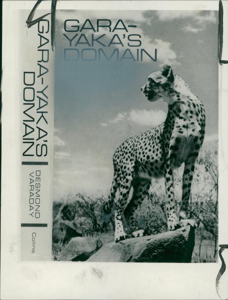 Animal: Cheetah. Gara Yaka's Domain - Vintage Photograph