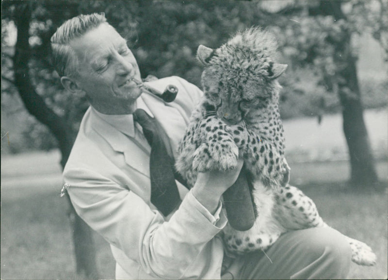 Animal: Cheetah. Millar Edinburgh - Vintage Photograph