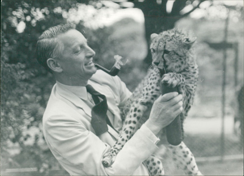 Animal: Cheetah. Millar, Edinburgh - Vintage Photograph